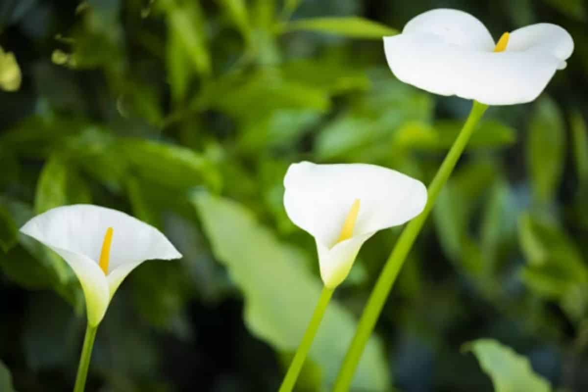 Plantas Tóxicas para Gatos - 13 Plantas Venosas para seu Pet! copo-de-leite-veneno