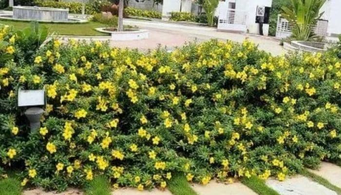 Cerca Viva: 5 Espécies para Transformar seu Jardim em um Paraíso Verde! alamanca-cerca-viva