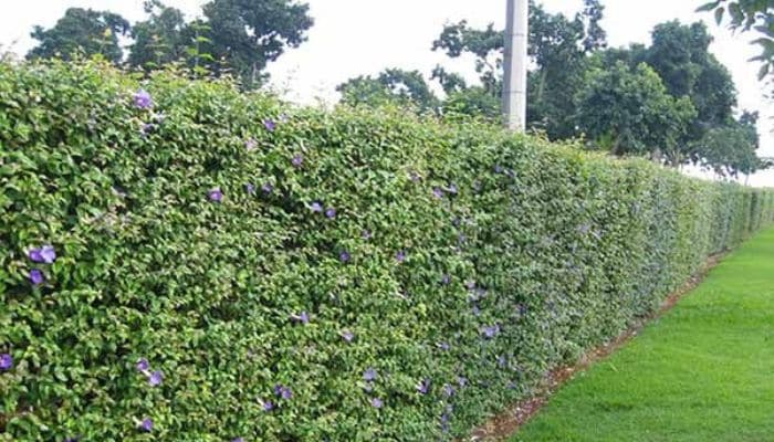 Cerca viva: Beleza e privacidade para sua casa! cerca-viva-era