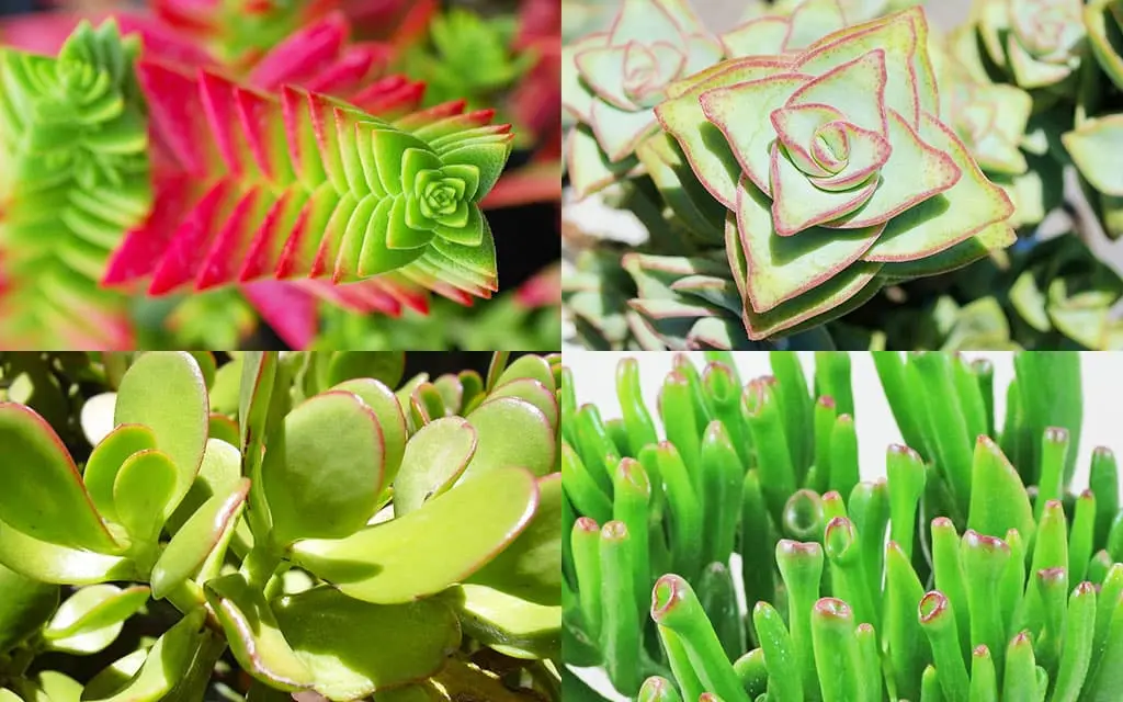 Crassula - 4 dicas dessa planta única em sua decoração! crassula9