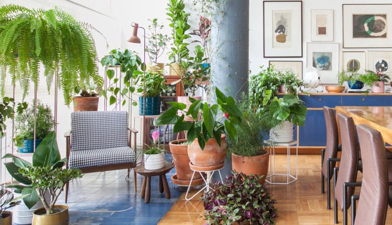 5 Dicas de Decoração com Plantas para Transformar Seu Ambiente! Decoracao-com-plantas-Especies-ideais-para-ambientes-internos