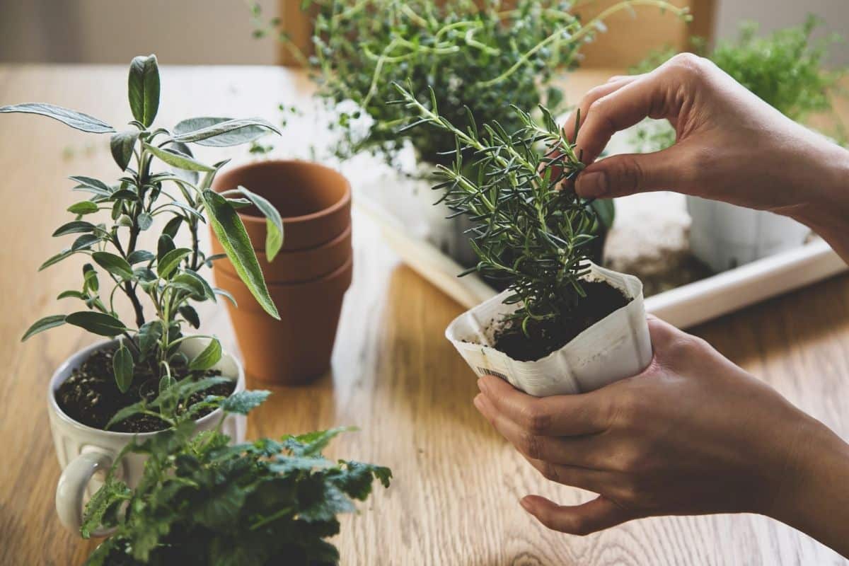 Vasos de Plantas - Uma Combinação de Beleza e Função na Cozinha! vaso-de-planta-para-ervas-finas-1