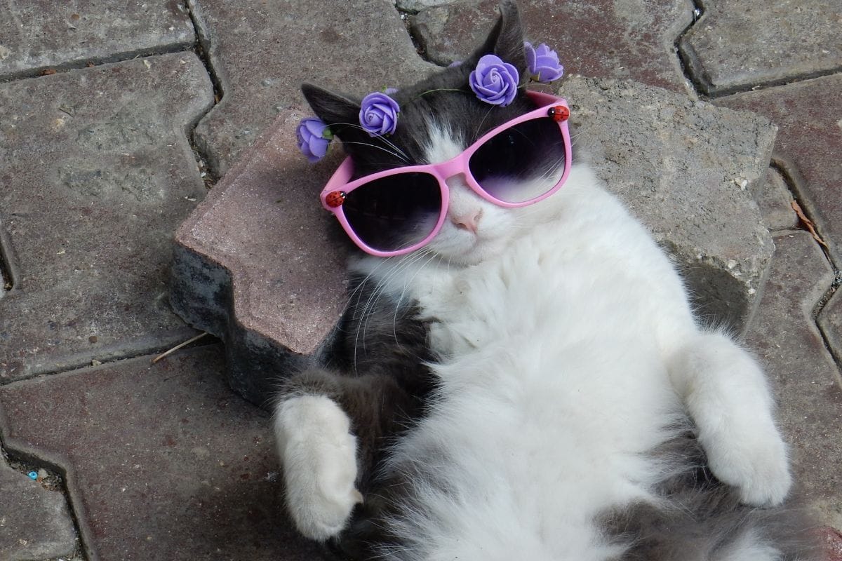 Decoração Sustentável: Como Reciclar Objetos para o Uso do seu Pet Escada-para-Gatos-3
