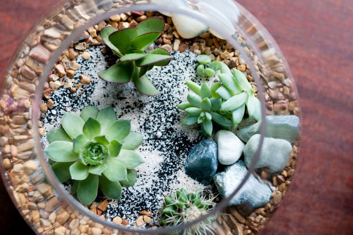 Terrário de Suculentas: Faça Um Mini Jardim Encantador! Terrario-de-Suculentas-2