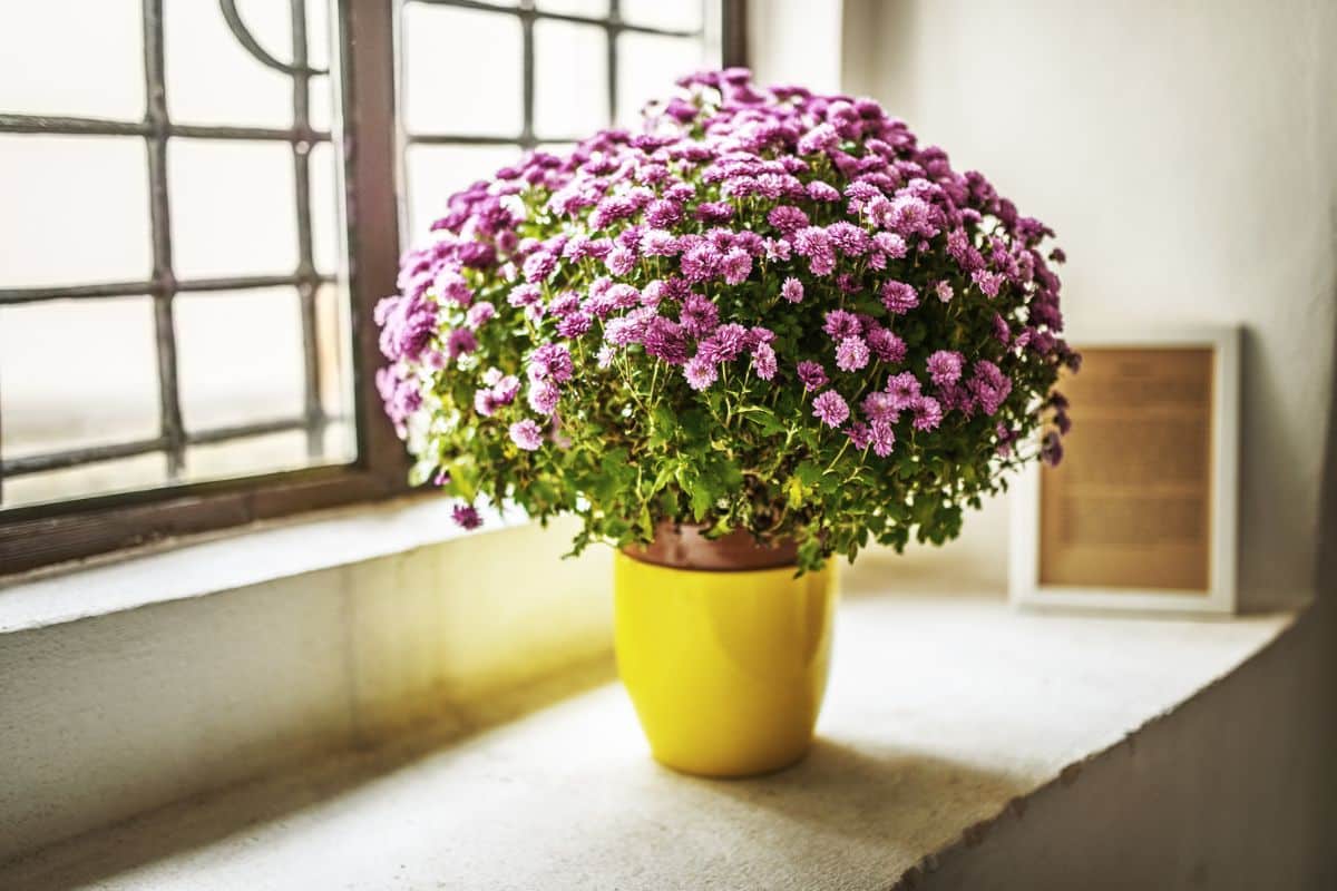 Crisântemos em Casa: Dicas Essenciais para um Jardim Radiante! Crisantemo-4