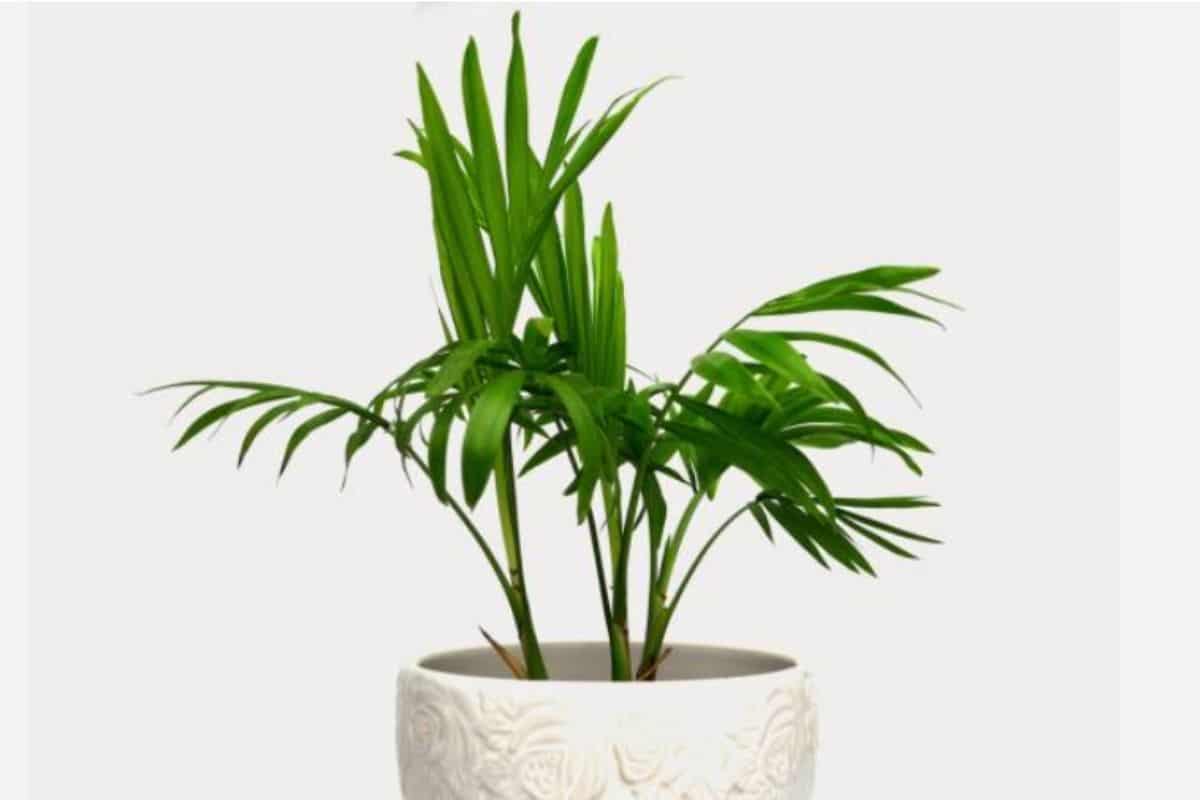 Tipos de Palmeiras: Descubra as Espécies Mais Fascinantes para Transformar seu Jardim em um Paraíso Tropical! Palmeira-camedorea