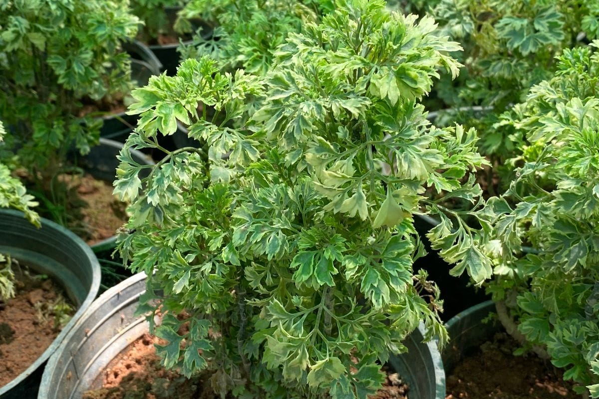 Árvore da Felicidade: Descubra seus Significados, Tipos e Como Cuidar! arvore-da-felicidade-Polyscias-fruticosa