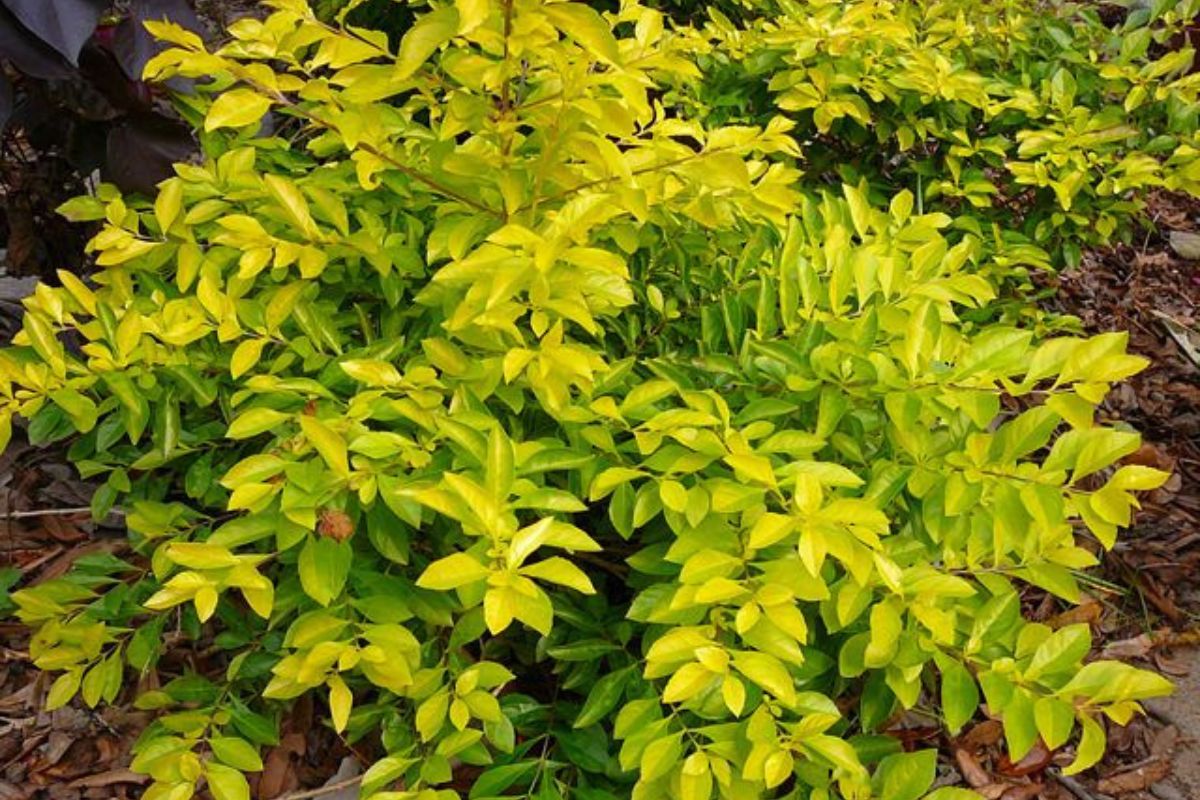 planta-Duranta-Erecta-Aurea-Yellow