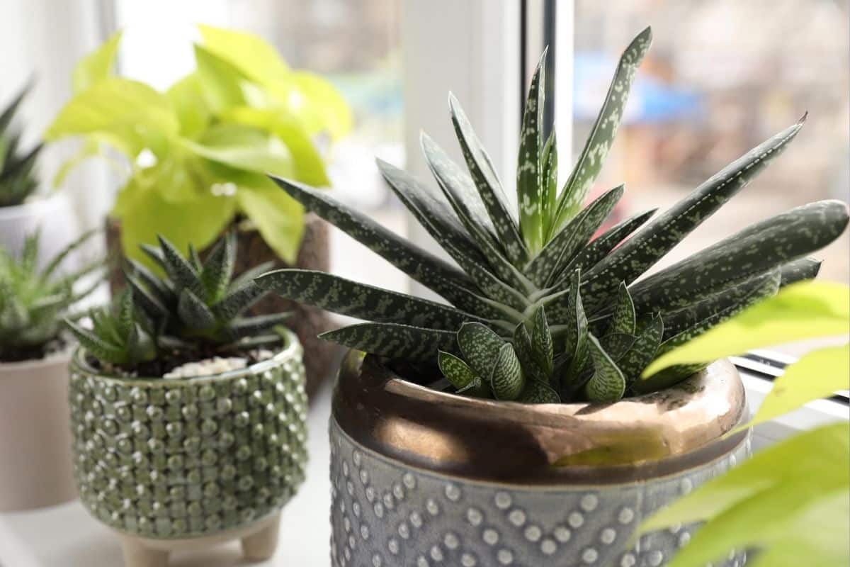 Suculentas de Sombra: 10 Espécies para Decorar Ambientes Internos e Exteriores! suculenta-Gasteria-bicolor-2