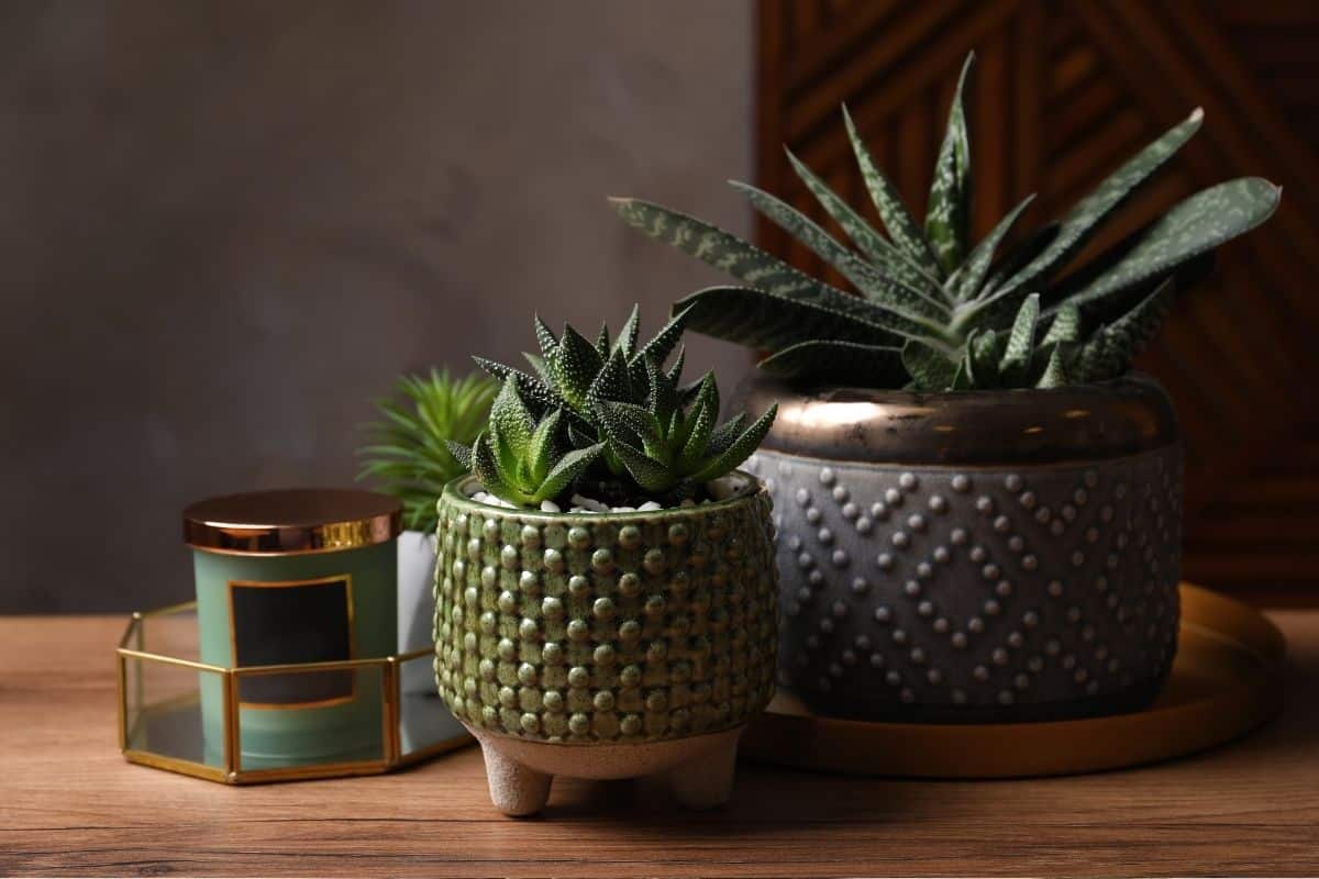 Suculentas de sombra: Descubra as espécies para cultivar com pouca luz! suculenta-Gasteria-bicolor