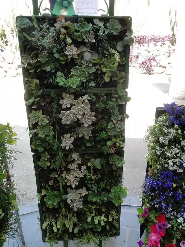 Jardim vertical de apartamento, espécies